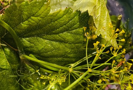 Фото шага рецепта Консервированные помидоры черри 190093 шаг 2  