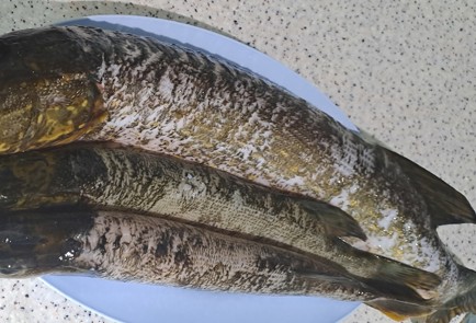 Фото шага рецепта Котлеты рыбные из щуки в духовке 186474 шаг 1  