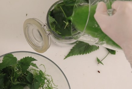 Фото шага рецепта Крапивноогуречные огурцы 80034 шаг 3  