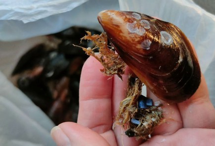 Фото шага рецепта Мидии жаренные на огне 189129 шаг 2  