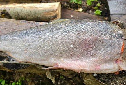 Фото шага рецепта Нерка горячего копчения 189205 шаг 2  