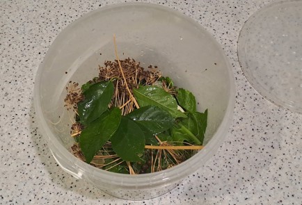 Фото шага рецепта Огурцы малосольные в ведре 186959 шаг 5  