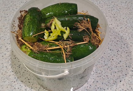 Фото шага рецепта Огурцы малосольные в ведре 186959 шаг 7  