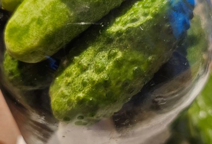 Фото шага рецепта Огурцы маринованные с листьями дуба и смородины 187044 шаг 10  