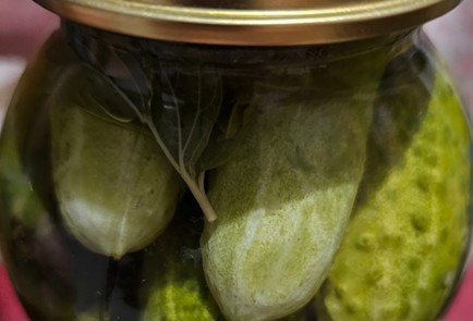 Фото шага рецепта Огурцы маринованные с листьями дуба и смородины 187044 шаг 13  