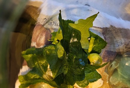 Фото шага рецепта Огурцы маринованные с листьями дуба и смородины 187044 шаг 6  