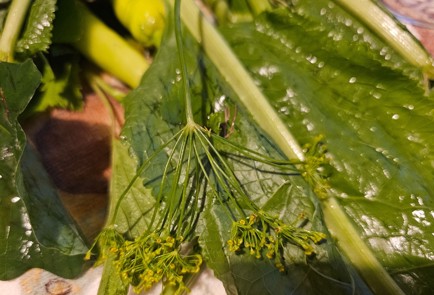 Фото шага рецепта Огурцы маринованные с листьями дуба и смородины 187044 шаг 7  