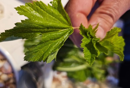 Фото шага рецепта Огурцы маринованные с листьями дуба и смородины 187044 шаг 8  