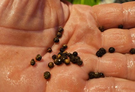 Фото шага рецепта Огурцы маринованные с листьями дуба и смородины 187044 шаг 9  