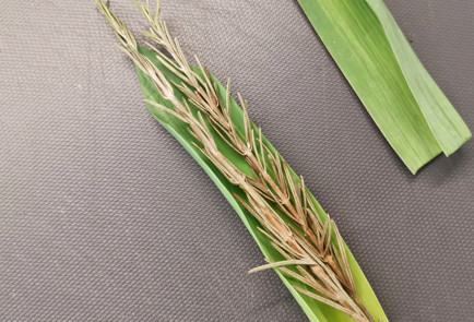 Фото шага рецепта Острый букет гарни для мясного супа 151999 шаг 2  