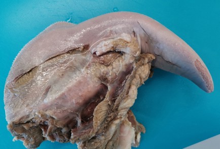 Фото шага рецепта Отварной говяжий язык 176010 шаг 10