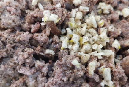 Фото шага рецепта Пастуший кетопирог со шпинатом 173571 шаг 5  