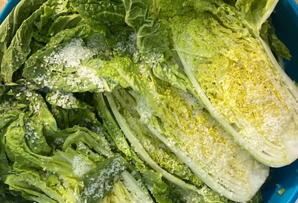 Фото шага рецепта Пэчху кимчи из пекинской капусты 190572 шаг 1  