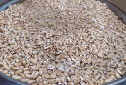 Фото шага рецепта Перловая каша со сливками изюмом и грушей в карамели 189432 шаг 1