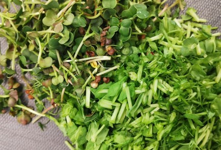 Фото шага рецепта Песто из микрозелени гороха 173531 шаг 2