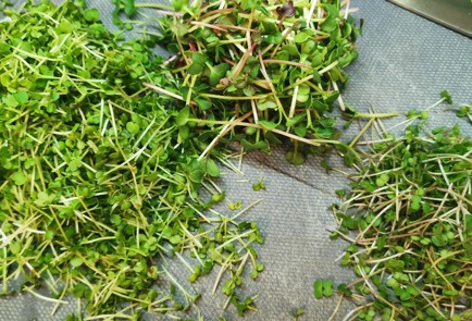 Фото шага рецепта Песто из микса микрозелени 173532 шаг 1  