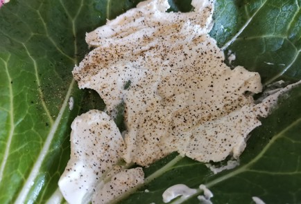 Фото шага рецепта ППбутерброд 189290 шаг 2  