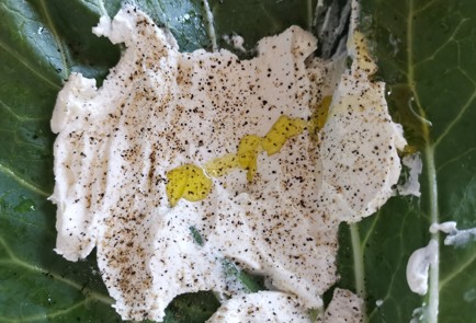 Фото шага рецепта ППбутерброд 189290 шаг 4  