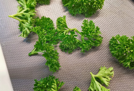 Фото шага рецепта Рулетики из кабачка с нежной чесночносырной начинкой 151562 шаг 17  