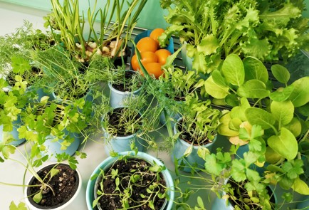 Фото шага рецепта Салат с адыгейским сыром зеленью и орехами 151218 шаг 1