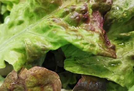 Фото шага рецепта Салат с черешней и сыром буррата 173886 шаг 1  