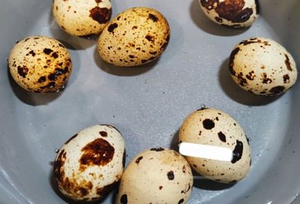 Фото шага рецепта Салат с вялеными помидорами 173691 шаг 1  