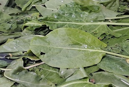 Фото шага рецепта Щавель на зиму без стерилизации 190335 шаг 1  