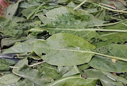 Фото шага рецепта Щавель на зиму 190336 шаг 1  