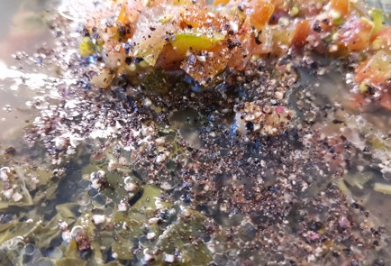 Фото шага рецепта Щи из индейки 174450 шаг 7  