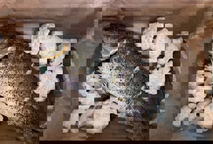 Фото шага рецепта Сибас с цветной капустой запеченный в духовке 140708 шаг 3  