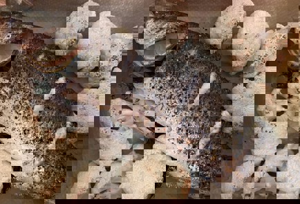 Фото шага рецепта Сибас с цветной капустой запеченный в духовке 140708 шаг 4  