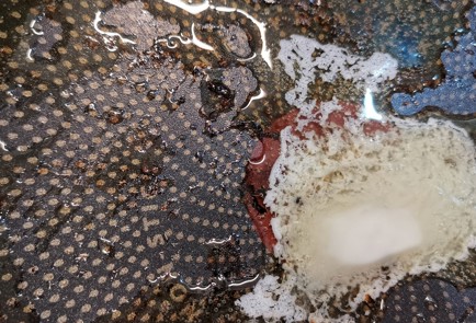 Фото шага рецепта Сливочные мидии с моцареллой 175186 шаг 3  