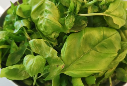 Фото шага рецепта Соус песто с сельдереем 174730 шаг 1  