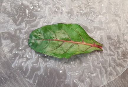 Фото шага рецепта Спрингроллы с креветками 188754 шаг 5