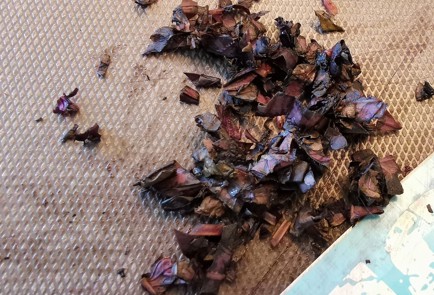 Фото шага рецепта Сыр филадельфия с красным базиликом 174153 шаг 8  