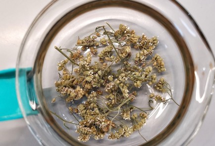 Фото шага рецепта Травяной отвар для желудка 152931 шаг 1  