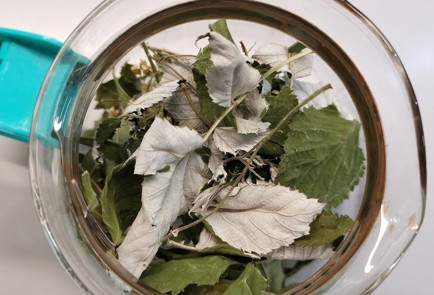 Фото шага рецепта Травяной отвар для желудка 152931 шаг 3  