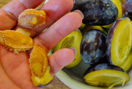 Фото шага рецепта Творожный пирог на сгущенке со сливами 190308 шаг 12  