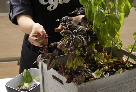 Фото шага рецепта Взбитое базиликовое масло 152730 шаг 2