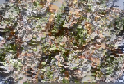 Фото шага рецепта Закуска из кабачков 189767 шаг 9  