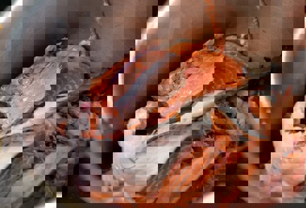 Фото шага рецепта Заливное из лосося 191072 шаг 2  