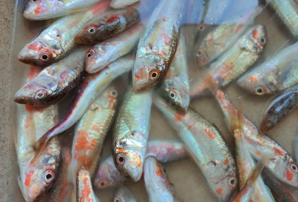 Фото шага рецепта Жареная барабуля 189426 шаг 1  