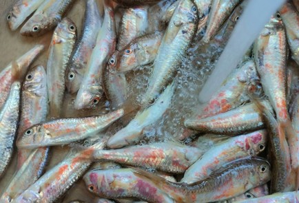 Фото шага рецепта Жареная барабуля 189426 шаг 7  