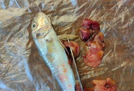 Фото шага рецепта Жареная барабуля 189426 шаг 8  