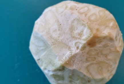 Фото шага рецепта Жареный корень сельдерея 174118 шаг 1  