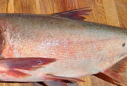 Фото шага рецепта Жареный толстолобик с луком 186792 шаг 1