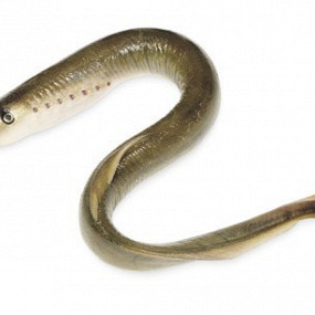 Изображение материала