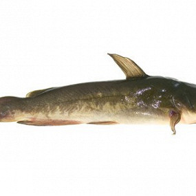 Изображение материала