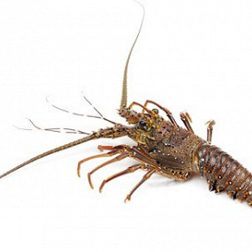 Изображение материала