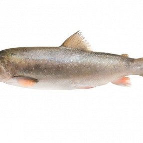 Изображение материала